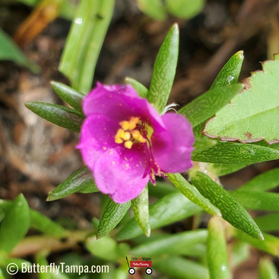 Kiss Me Quick (Portulaca pilosa) - 1 Gallon – Little Red Wagon