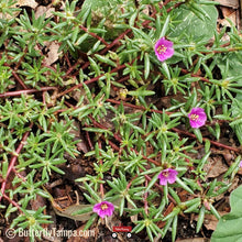 Load image into Gallery viewer, Kiss Me Quick - Portulaca pilosa (1 Gal.)
