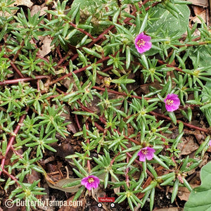 Kiss Me Quick - Portulaca pilosa (1 Gal.)