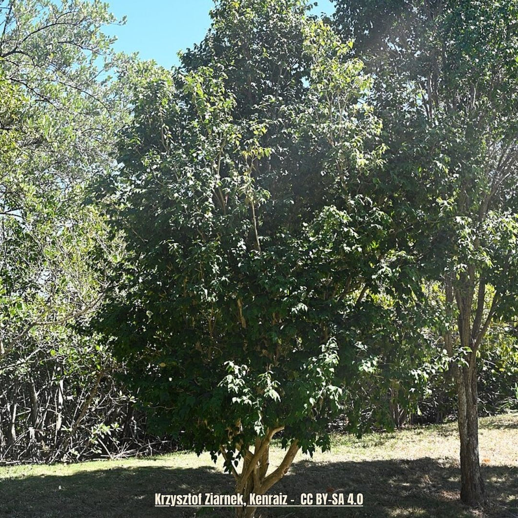 Red Stopper - Eugenia rhombea