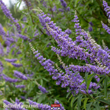 Load image into Gallery viewer, Chasetree (Vitex agnus-castus L.) - 7 Gallon
