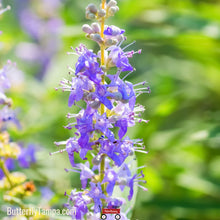 Load image into Gallery viewer, Chasetree (Vitex agnus-castus L.) - 7 Gallon
