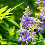 Chasetree (Vitex agnus-castus L.) - 7 Gallon