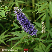 Load image into Gallery viewer, Chasetree (Vitex agnus-castus L.) - 7 Gallon
