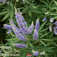 Load image into Gallery viewer, Chasetree (Vitex agnus-castus L.) - 7 Gallon
