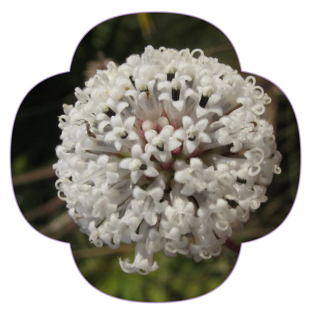Dwarf Salt & Pepper - Melanthera parvifolia