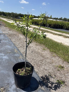 Laurel Oak - Quercus lauifolia (3 Gal.)
