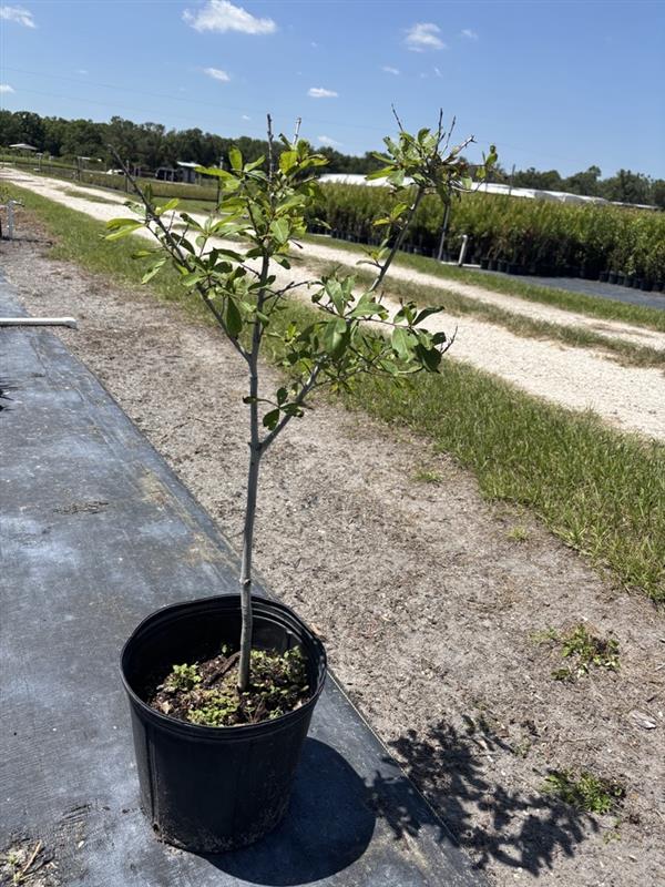 Laurel Oak - Quercus lauifolia (3 Gal.)