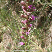 Load image into Gallery viewer, Savanna Blazing Star - Liatris savannensis (1 gal.)
