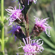 Savanna Blazing Star (Liatris savannensis) - 1 Gallon