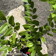 Limber Caper (Cynophalla flexuosa)