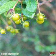 Little Strongbark (Bourreria cassinifolia) - 3 Gallon