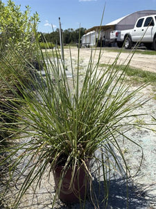Little Blue Stem - Schizchyrium scoparium (1 Gal.)