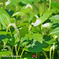 Lizard's Tail (Saururus cernuus) - 1 Gallon