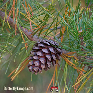 Loblolly Pine - Pinus taeda (15 Gal.)
