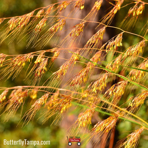 Lopsided Indiangrass - Sorghastrum secundum (1 Gal)