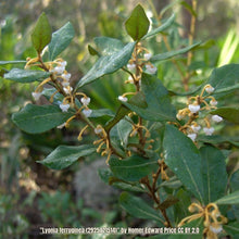 Load image into Gallery viewer, Rusty Lyonia - Lyonia ferruginea (3 Gal.)
