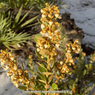 Rusty Lyonia (Lyonia ferruginea) - 3 Gallon