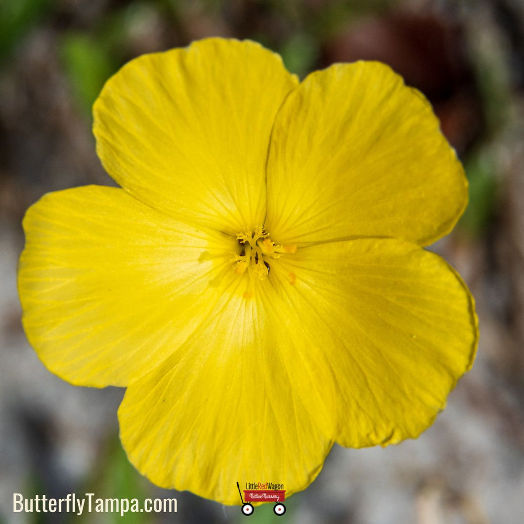 Morning Buttercup - Piriqueta cistoides subsp. caroliniana (1 Gallon)