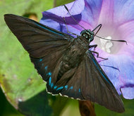 Blue Morning Glory (Ipomoea indica)