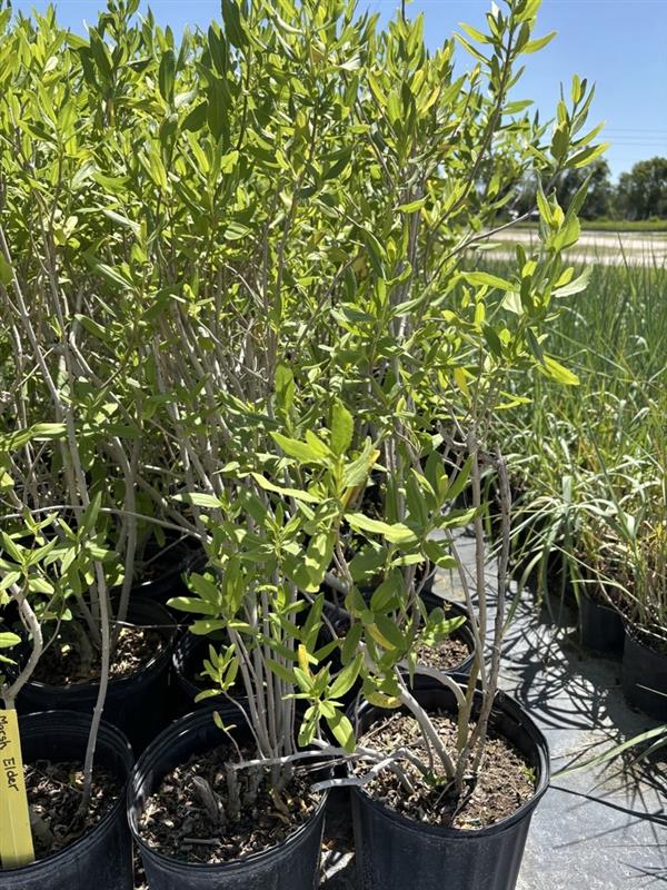 Marsh Elder - Iva frutescens (3 Gal.)