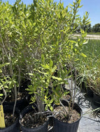 Marsh Elder (Iva frutescens)