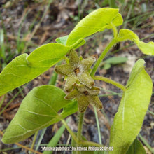 Load image into Gallery viewer, Sandhill Spiny Pod - Matelea pubiflora (1 Gal.)

