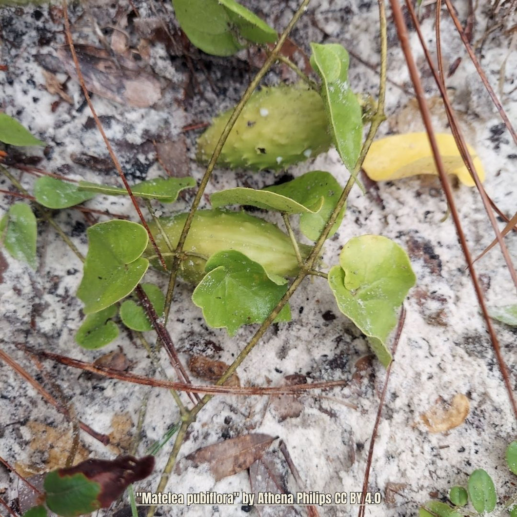 Sandhill Spiny Pod - Matelea pubiflora (1 Gal.)