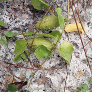 Sandhill Spiny Pod (Matelea pubiflora) - 1 Gallon