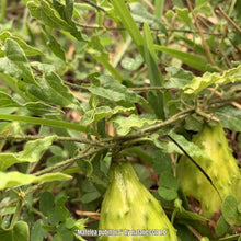 Load image into Gallery viewer, Sandhill Spiny Pod - Matelea pubiflora (1 Gal.)
