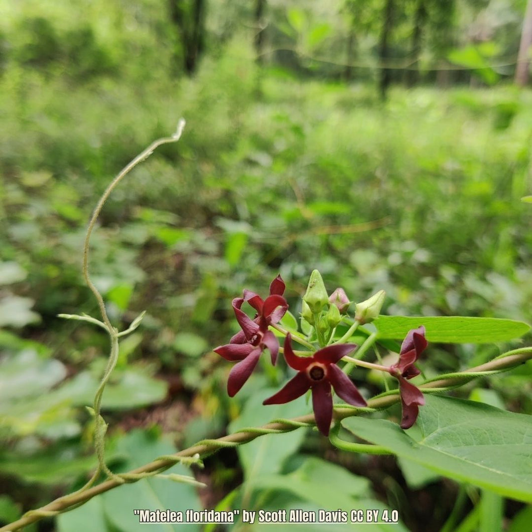 Florida Milkvine - Matelea floridana (1 Gal.)