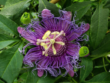 Load image into Gallery viewer, Incense Passionflower - Passiflora incarnata x cincinnata
