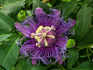 Incense Passionflower - Passiflora incarnata x cincinnata