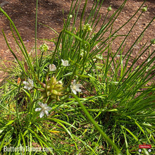 Load image into Gallery viewer, Meadow Garlic - Allium canadense (1 Gallon)
