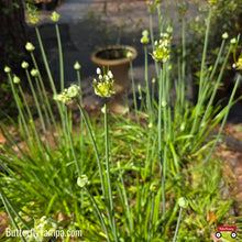 Load image into Gallery viewer, Meadow Garlic - Allium canadense (1 Gallon)
