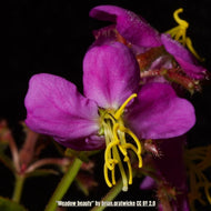 Meadow-beauty (Melastomataceae) - 1 Gallon