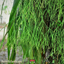 Load image into Gallery viewer, Mistletoe Cactus - Rhipsalis baccifera
