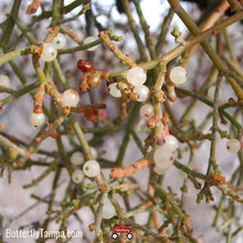 Load image into Gallery viewer, Mistletoe Cactus - Rhipsalis baccifera
