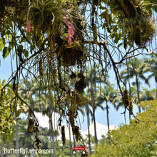 Load image into Gallery viewer, Mistletoe Cactus - Rhipsalis baccifera
