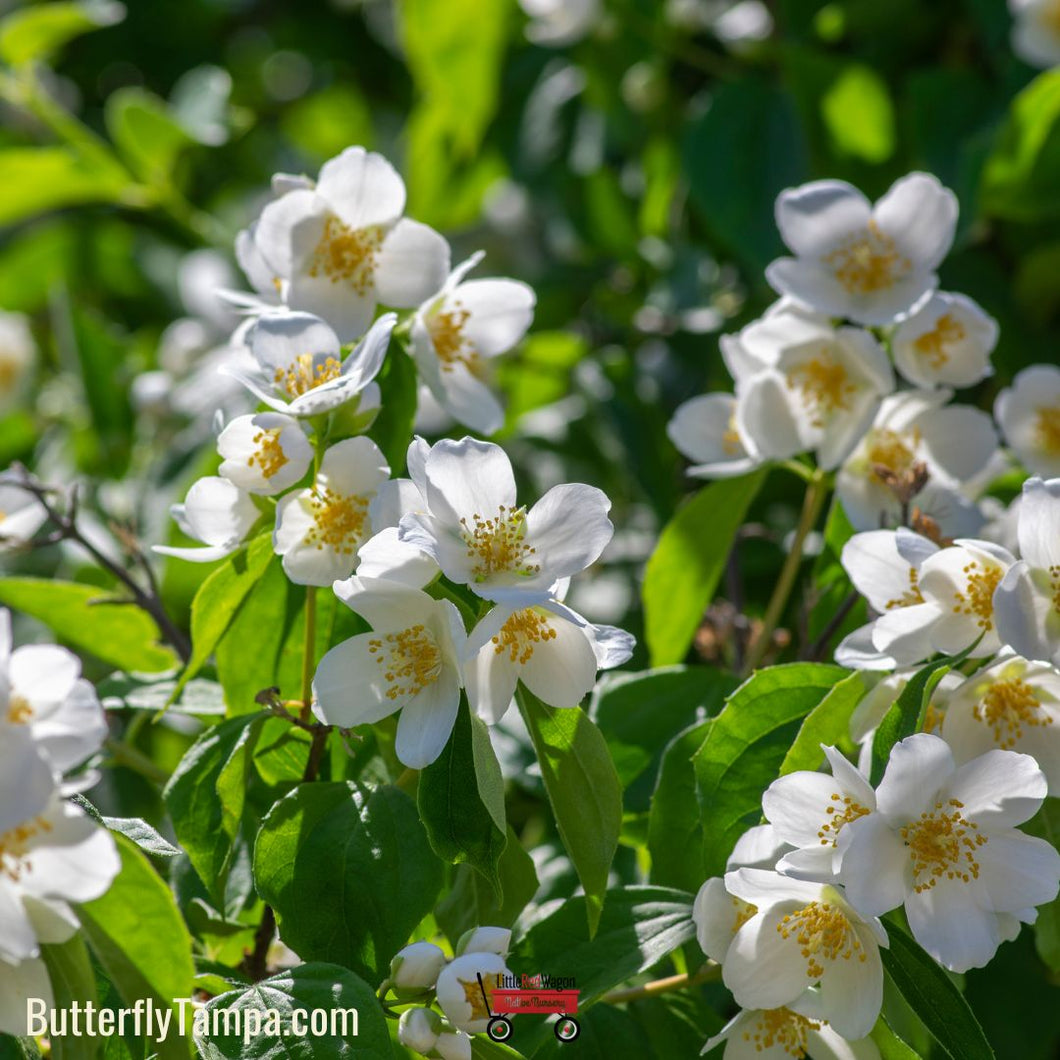 Mock Orange - Philadelphus inordorus