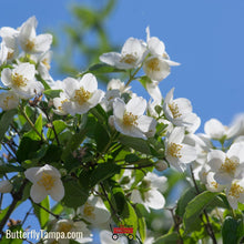 Load image into Gallery viewer, Mock Orange - Philadelphus inordorus
