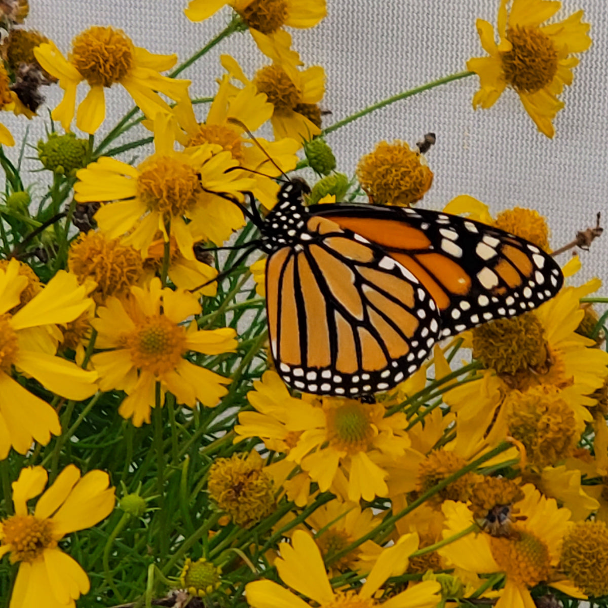 Spanish daisy - Helenium spp. (amarum) (1 gal.) – Little Red Wagon ...