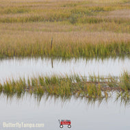 Marshhay Cordgrass (Spartina patens) - 1 Gallon