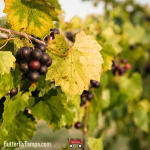 Muscadine Grape - Vitis rotundifolia (3 Gallon)