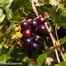 Load image into Gallery viewer, Muscadine Grape - Vitis rotundifolia (3 Gallon)
