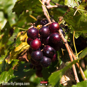 Muscadine Grape - Vitis rotundifolia (3 Gallon)