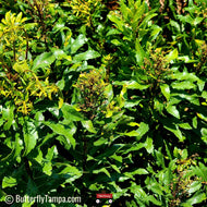 Wax Myrtle (Myrica cerifera)