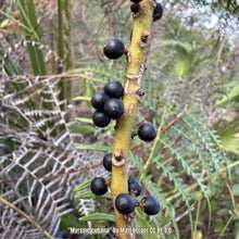Load image into Gallery viewer, Myrsine - Myrsine cubana
