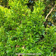 Myrsine (Myrsine cubana)