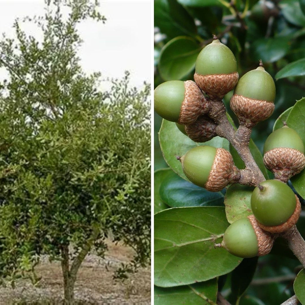 Myrtle Oak - Quercus myrtifolia